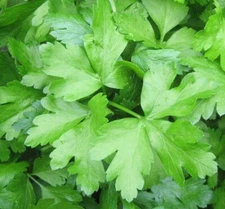 DARK GREEN FLAT LEAF ITALIAN PARSLEY SEEDS 500+ Herbs COOKING FREE SHIPPING