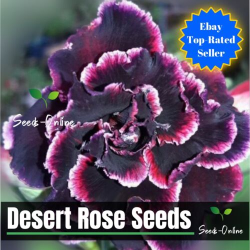 🌸 RARE!! 🌸 ADENIUM OBESUM DESERT ROSE SEEDS 5+ Seeds & Instructions - Picture 1 of 1