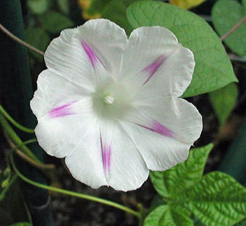 Morning Glory ипомея шива белый 10 семян - Изображение 2 из 2