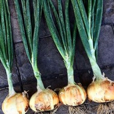 Onion Seed - Walla Walla