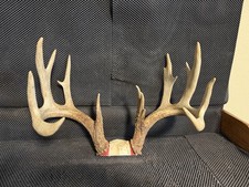 Giant 159 15 Point Wild Whitetail Deer Antler Horns Mount Taxidermy Decor