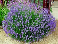 301+TRUE ENGLISH LAVENDER Seed Organic Herb Oils Fragrance Fresh Dried Repellent
