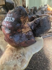 C103-mbr Manzanita Burl Root Bowl Blank Dry Wood Turning Billet 10dia.x8h C103-mbr Manzanita Burl Root Bowl Blank Dry Wood Turning Billet 10dia.x8h