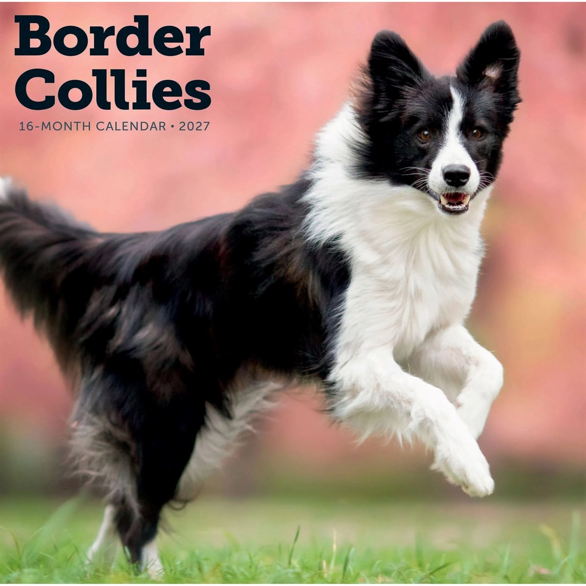 Rackhams Border Collies Calendar 2027, Wall Calendars, Month To View, Dogs, Gift - Image 2