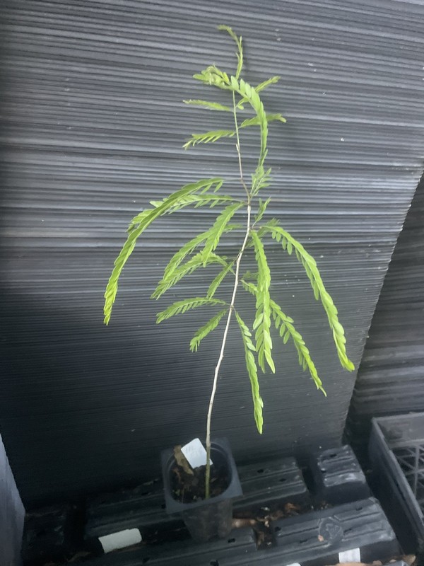Thornless Honeylocust