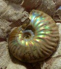 42mm Iridescent AMMONITE FOSSIL 100 MYO Madagascar OLD STOCK 123 carats — photo 3