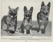 Welsh Corgi "Trio" - 1934 Antique Dog Art "Photo" Print - CUSTOM MATTED
