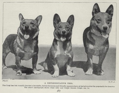 Welsh Corgi ''Trio'' - 1934 Antique Dog Art ''Photo'' Print - CUSTOM MATTED
