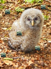 DIGITAL ART PHOTOGRAPHY -  BABY OWL ANIMAL BIRD FOREST - DIGITAL PRODUCT PHOTO
