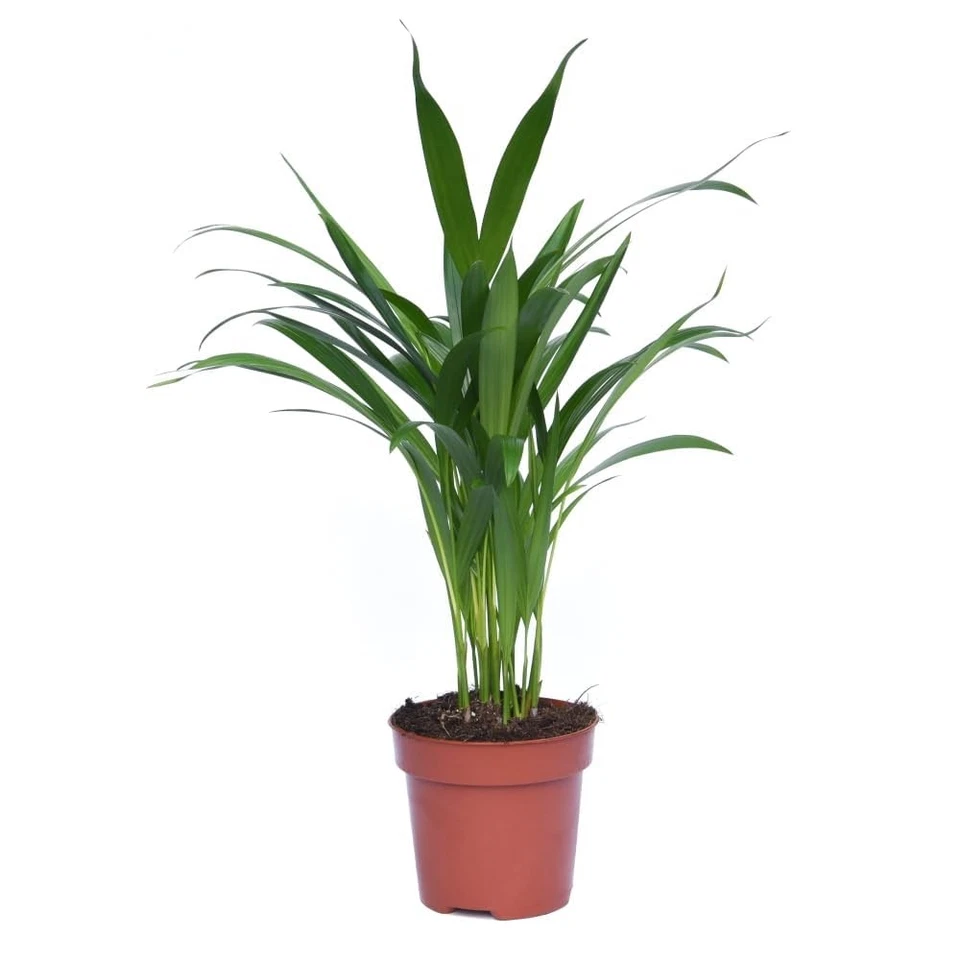 Areca Dypsis Palm Tree (Golden Cane Palm) 9cm & 12cm Potted Plant by T&M - Image 2 of 4