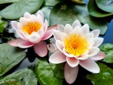 Nymphaea: 1 Rizoma ninfea rustica colore BANGKOK  rosa. Pianta laghetto, no semi