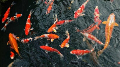 BEST Fish Food Koi Chiclid Goldfish Floating Pond Pellets 100g