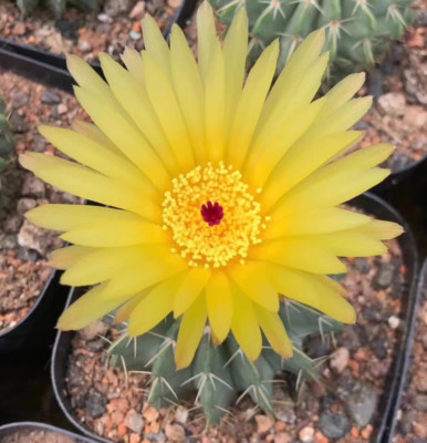 Raresucculent plant Notocactus buinningii cactus cacti seedgrowth