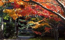 Landscape japan kyoto trees leaves garden Custom Gaming Mat Desk