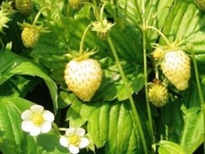 GELBE WILDE ERDBEERE, 50 SAMEN + GRATIS GESCHENK