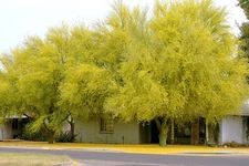 Parkinsonia Aculeata, jerusalem thorn palo verde flowering jelly tree 15 seeds