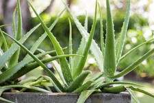 Live Aloe Vera Chinensis Spotted Plant Easy Care 2-Succulent Started