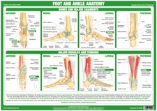 Foot And Ankle Anatomy Poster | Showing Joint Function | Medical Chart