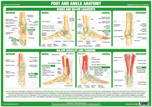 Joint Chart Anatomy