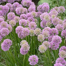 10 Perennial Allium Millenium Bulk Onion Landscape Garden Plants Flowers Herbs