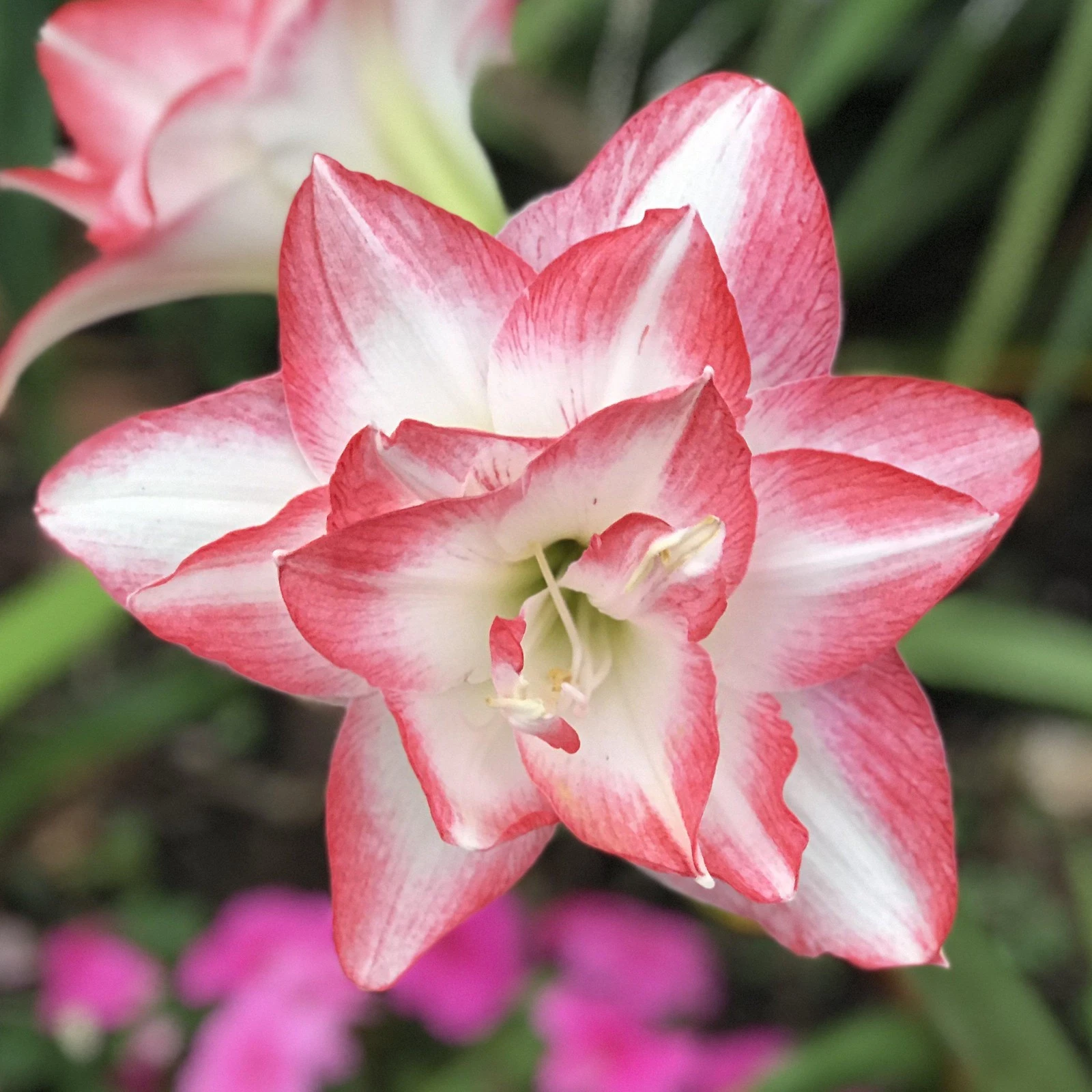 Easy to Grow Bulbs Amaryllis Blossom Peacock