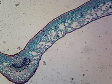 Slide, Angiosperm Leaf; Dicot; Showing General Structures; Cross Section