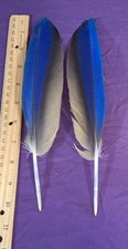 Macaw Feathers Blue and Gold 10 1/2 inch Single Feather