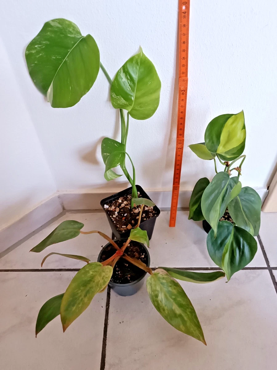 langnese kaktus Cereus peruvianus