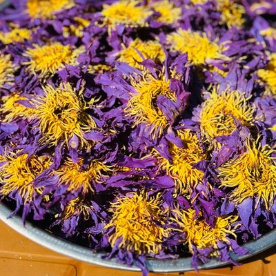 Premium Dried Blue Lotus Flowers 32 Oz - 67 Oz Nymphaea Caerulea Herbal Tea