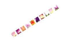 Scott#5767-5776, Tulip Blossoms-  Coil Strip of 10 Forever Stamps -2023-MNH