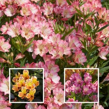 Alstroemeria Summer Collection 3 x Jumbo plug