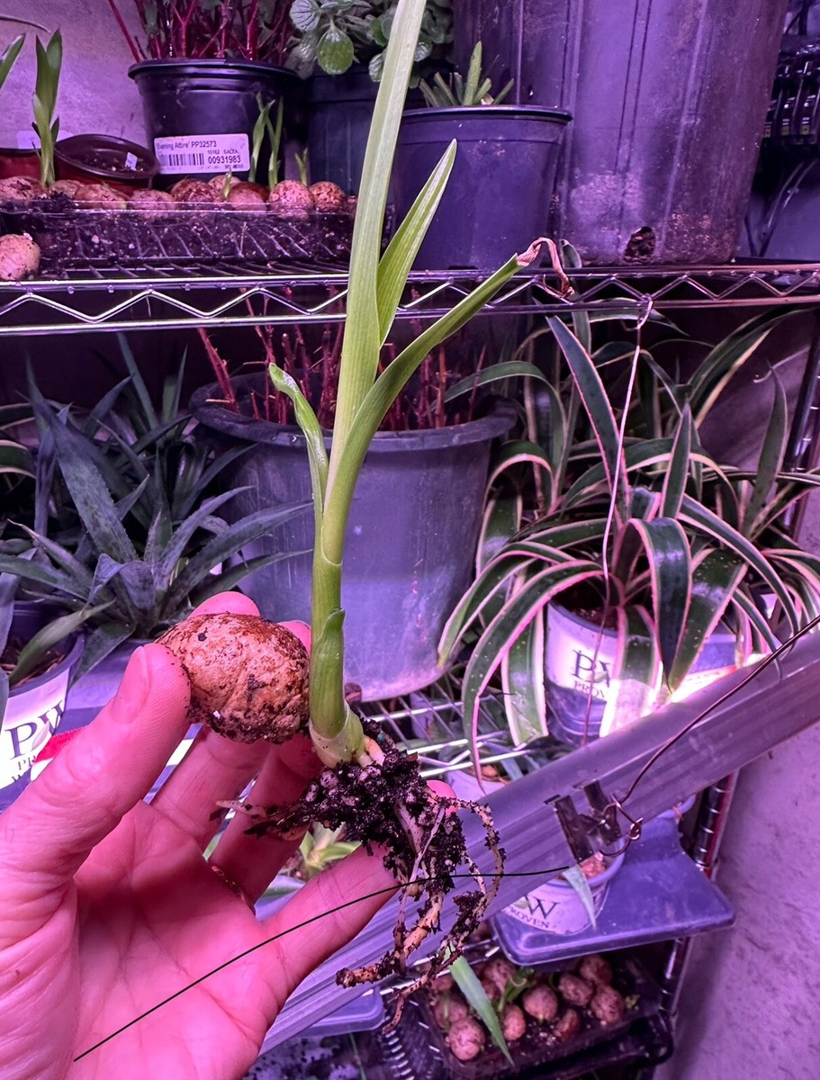 Crinum Asiaticum Spider lily or Seashore Lily - Buy Online - Green Souq UAE