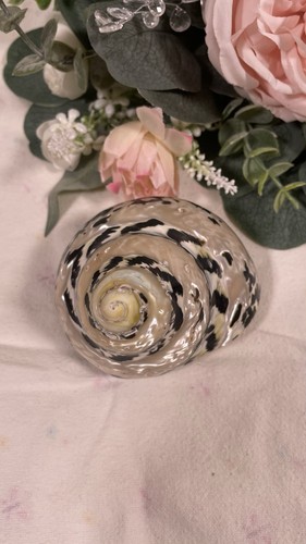 Large Turbo Seashell Black & White Spiral Pattern, Approx. 4 in