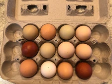 12 Fertile Chicken Hatching Eggs Barnyard Mix/Crested/Easter/Rare Breed Possible