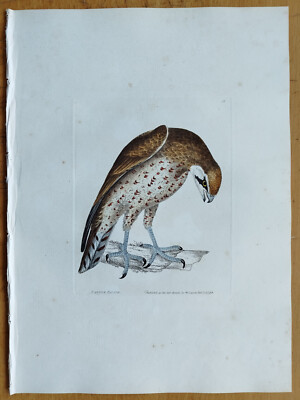 Lanner Falcon - Lewin Original Colored Print Folio -  1795
