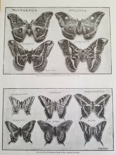 SWALLOW-TAIL BUTTERFLIES.VTG ENGRAVING PRINT FROM BOYS OWN PAPER.11" X 7 1/2". - Picture 2 of 3