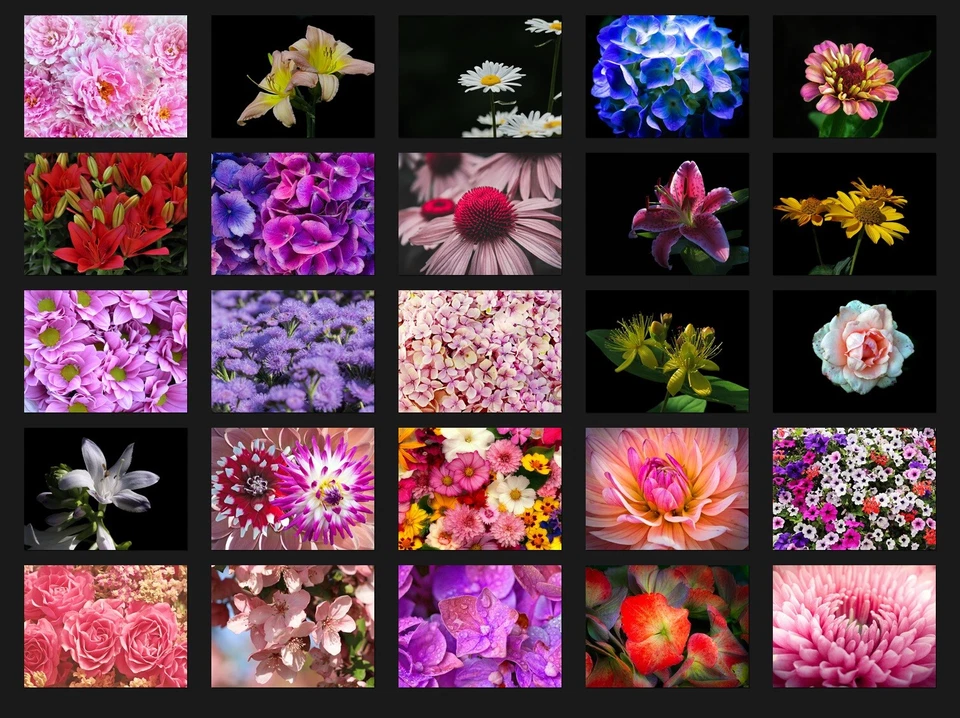 200 FLORES NATURALEZA DIGITAL PHOTOSHOP SUPERPOSICIONES FONDOS FONDOS FOTOGRAFÍA Foto 3 de 4