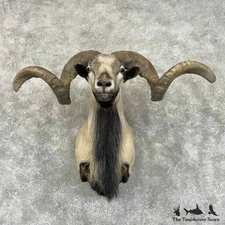 #31002 EL | Corsican Ram Taxidermy Shoulder Mount For Sale