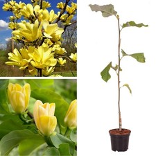 Magnolia Yellow Lanten XXL Large 2Lt Pot Hardy Spring Flowering Deciduous Tree