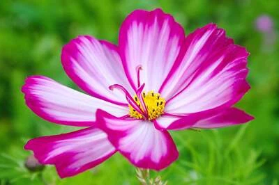 SEEDVILLE USA 300 CANDY STRIPE COSMOS Bipinnatus Pink White Flower Seeds