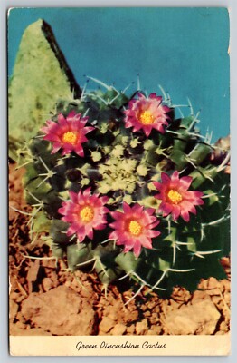 Green Pincushion Cactus US Southwest Postcard, C6 | eBay