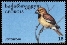 GEORGIA 140d - Hawfinch "Coccothraustes coccothraustes" (pc11724)