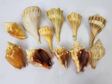 Seashells Conch Beach Decor Craft Nautical Collection