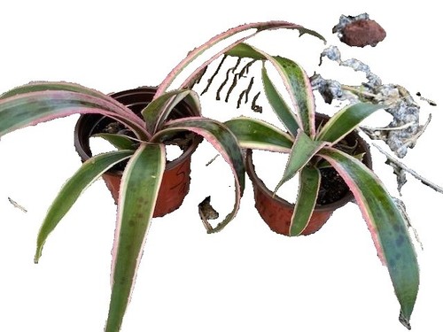 Plumeria Rose Avec Chemin De Coupe Sur Fond Transparent | PSD Premium