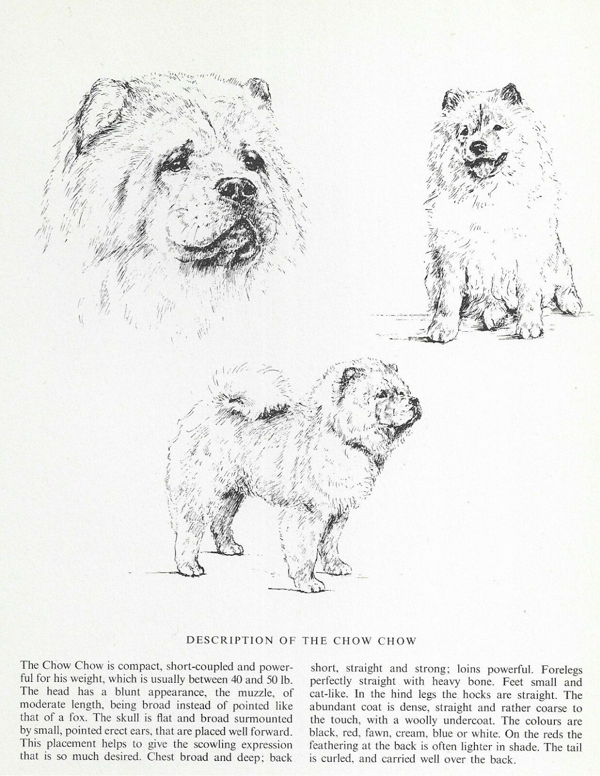Chow Chow Sketch – CUSTOM MATTED – 1963 Vintage Dog Art Print