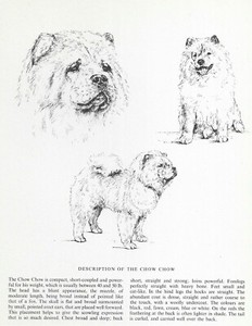 Chow Chow Sketch - CUSTOM MATTED - 1963 Vintage Dog Art Print