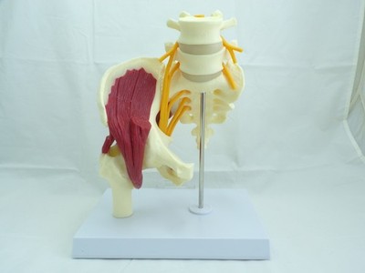 GPI Anatomicals brand Orthopedic Hip Muscled w/ Sciatic Nerve Anatomical Model