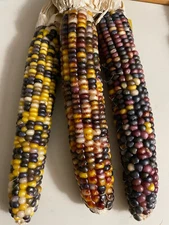 35 Glass Gen Indian Corn Seed For Planting Beautiful and Vibrant Organic 2024