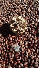 3lbs FRESH 2025 Nevada Pine Nuts, Pinyon In-shell Pinenuts 3 Pound Lot Utah