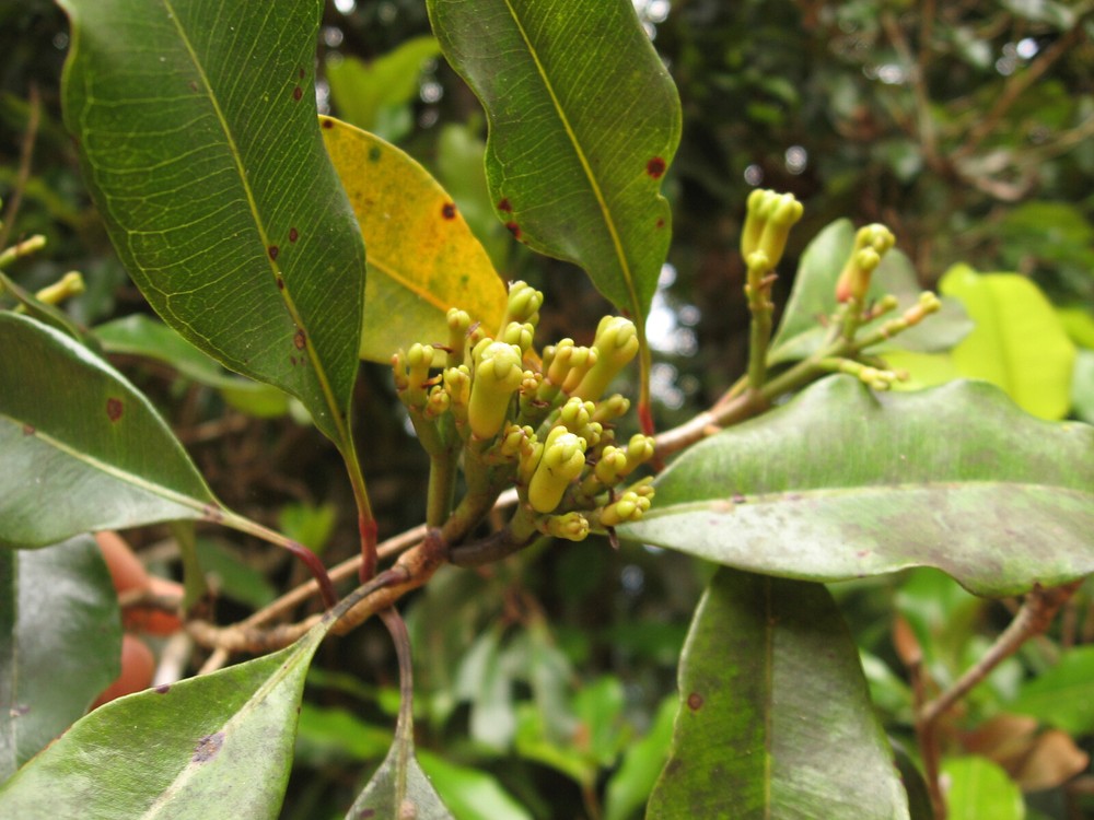 Clove Pure & Undiluted Syzygium aromaticum/Eugenia caryophyllata Essential Oil.